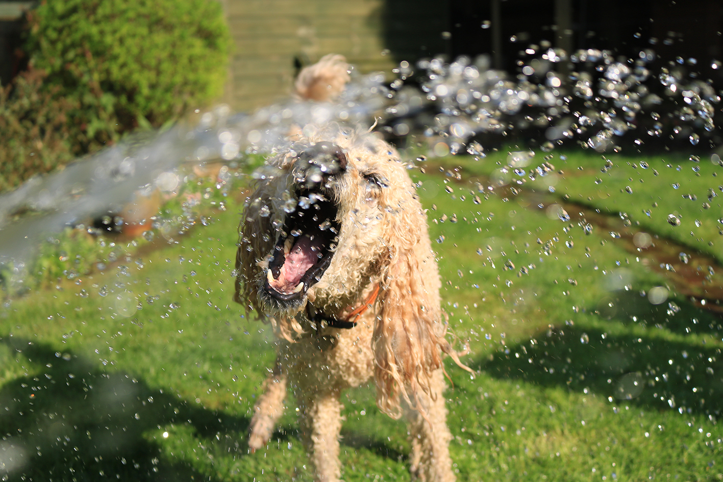 How To Keep Your Dog Cool During Summer