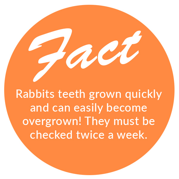 Pet Profile - Rabbit Fact