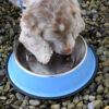 Hungry Henry Feeding Bowl Showing Dog Eating Food