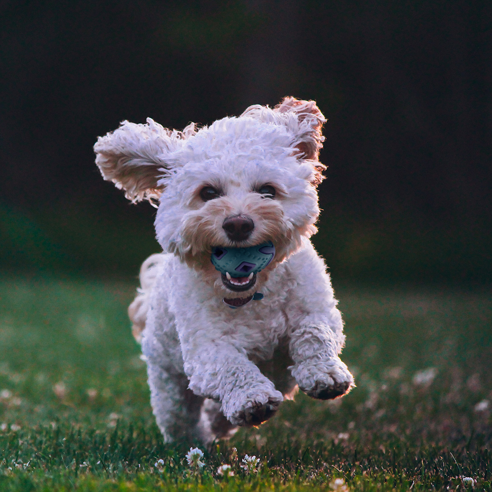 Faberge Dog Chew Toy Gives Endless Hours of Fun and Entertainment for your Pet Faberge Dog Chew Toy Gives Endless Hours of Fun and Entertainment for your Pet