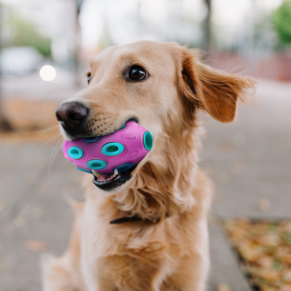 duratoy-Perfect Size and Weight: Duratoy Oval Treat Dog Chew Toy for Large Dogs Large Dog Carrying The 12cm x 7.6cm Duratoy Oval Treat Dog Chew Toy