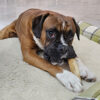 coffeewood natural chew dog toy