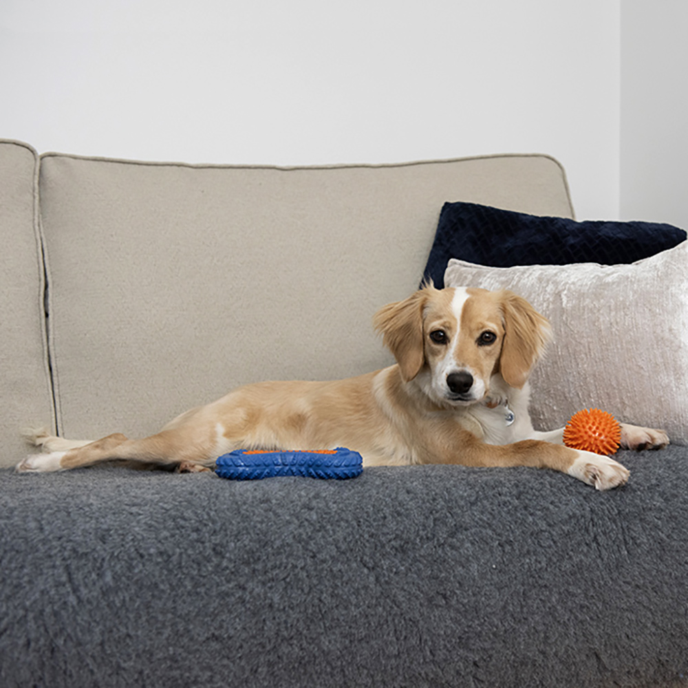Vetfleece greenback lifestyle dog on sofa 1