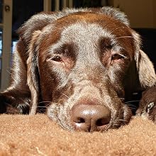 Brown dog resting comfortably in warm sunlight on soft Vet bedding.