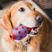 Duratoy Bowling Pin Dog Chew Toy - image 2