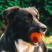 Duratoy Giggle Ball Dog Chew Toy - image 2