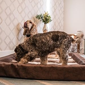 Dog standing on brown Vet Bed bedding in a home interior.
