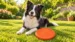A border collie lying on a garden lawn with the orange XL DuraToy Flying Disc on the grass in front of it