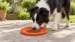 A border collie eating a feed of kibble from the upturned orange XL DuraToy Flying Disc on a patio