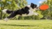 A border collie leaping clear of the grass to catch the orange XL DuraToy Flying Disc in mid air