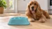 Hungry Henry Crazy Maze Slow Feeder Dog Bowl - Image 2