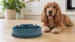 Hungry Henry Ring Maze Slow Feeder Dog Bowl - Image 2