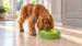 Hungry Henry Oval Floating Water Bowl - Image 2