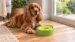 Hungry Henry Oval Floating Water Bowl - Image 3