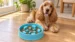 Hungry Henry Round Maze Slow Feeder Dog Bowl - Image 2