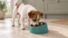 Hungry Henry Slanted Dog Bowl - Image 2