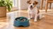 Hungry Henry Slow Feeder Dog Bowl - Image 2